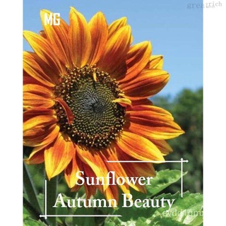 *Easy* Sunflower Autumn Beauty Seeds - 40 seed *Pot Friendly* Tanam Pasu, Benih Bunga Matahari ฤดูใบไม้ร่วงเมล็ดทานตะวัน