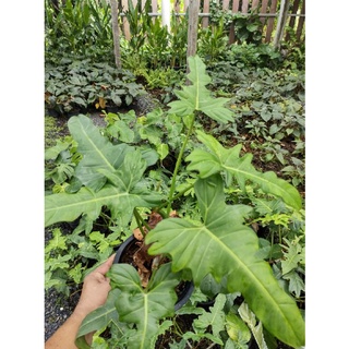 ฟิโล ดราก้อน กระถาง8"
