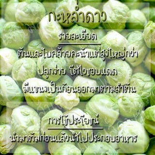 เมล็ดพันธุ์ กะหล่ำดาว 250เมล็ด Brussels sprouts Seed เมล็ดพันธุ์แท้100% นำเข้าจากต่างประเทศ ปลูกผัก สวนครัว ผัดกะหล่ำดาว