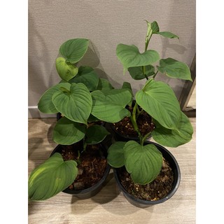 Philodendron fibraecataphyllum ฟิโลเปรู
