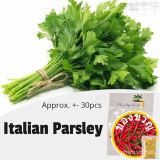 [Plantfilled] Italian Parsley Seeds Herb - Approx 30 Seeds芹菜/头饰/木瓜/花园/母婴/seeds/内裤/园艺/通心菜/向日葵/ NUE3