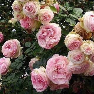 เมล็ดพันธุ์ กุหลาบ อิงลิสเซ่ Englische Rose Seeds ดอกใหญ่ นำเข้าจากต่างประเทศ 30 เมล็ด