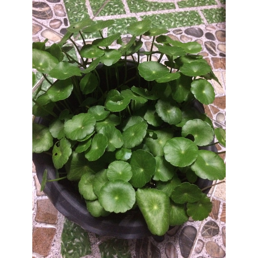 ต้นแว่นแก้วต้นบัวแก้ว ไม้มงคล พรรณไม้น้ำ/บก ส่งแบบล้างราก ไม่รวมกระถาง