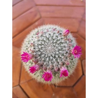 แมมแม่เฒ่า หรือแมมฮาเนียน่า 🌵(Mammillaria Hahniana)🌵Small size