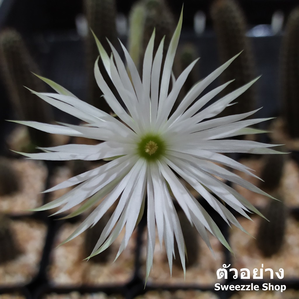 กระบองเพชร แคคตัส (Cactus) ดินสอดำ (Setiechinopsis mirabilis) ดอกสีขาวหอมอ่อนๆ บานตอนกลางคืน อาจมีตำหนิจะหนามแทงกัน