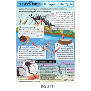 โปสเตอร์กระดาษ วงจรชีวิตยุง #EQ-327