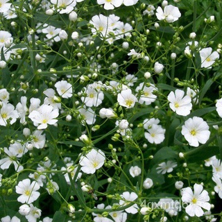 (ผู้ค้าส่งเมล็ดพันธุ์) เมล็ดดอกยิปโซ สีขาว ถูกที่สุด 9 บ.⚘ดอกยิปโซ gypsophila ปลูกง่าย ขึ้นไวต้นไม้ฟอกอากาศถูกที่สุด!!!ป