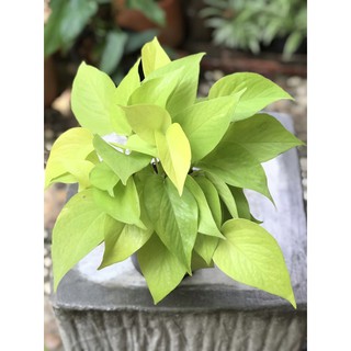 พลูทอง Epipremnum aureum Bunting Lime