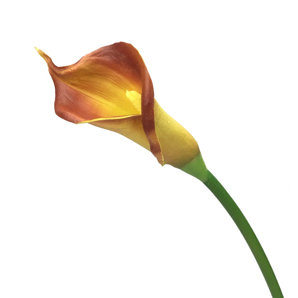 ดอกคาล่าลิลลี่ Artificial Calla lily สีส้ม ดอกไม้ประดิษฐ์เกรดพรีเมี่ยม งานพียู สวยเหมือนจริง ราคา ถูกที่สุด ดีลบีเคเค รูปภาพหลัก