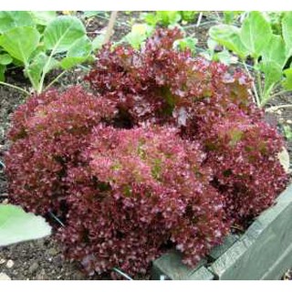 เมล็ด ผักสลัดแดงโลโล รอสซ่า - Lollo Rossa Lettuce