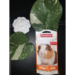 beaphar Vit C 50g 150 เม็ด 300 บาท