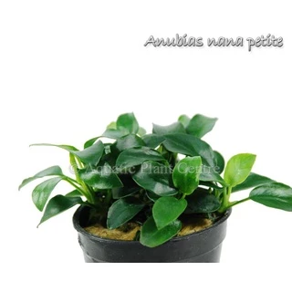[APC] Anubias nana petite อนูเบียสแคระ [ไม้น้ำ - Aquatic Plants] P207/PS207/L180