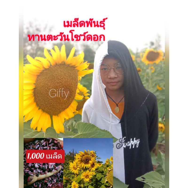 เมล็ดพันธุ์ทานตะวัน 1,000เมล็ด ดอกใหญ่สวยงาม ทนแล้งให้ผลผลิตสูง