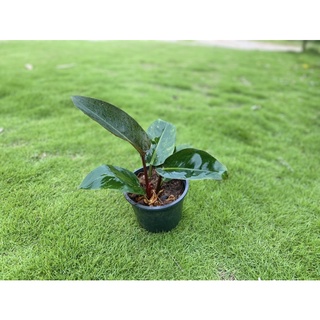 ต้นกุมารแดงเรียกทรัพย์ ต้นเรดคองโก(Philodendron sp.)Red Congoต้นโครตเศรษฐี ต้นโครตรวย 🚘สินค้าพร้อมส่ง🚘