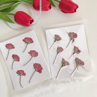 พร้อมส่ง ดอกไม้แห้ง Pressed flower - ดอกกุหลาบทับแห้ง🌹