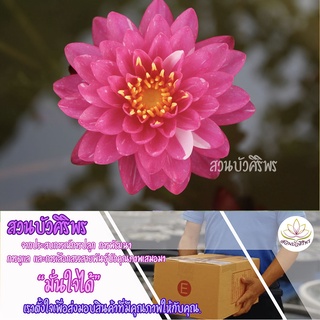 ต้นพันธุ์ บัวผรั่ง "จักรพงษ์"