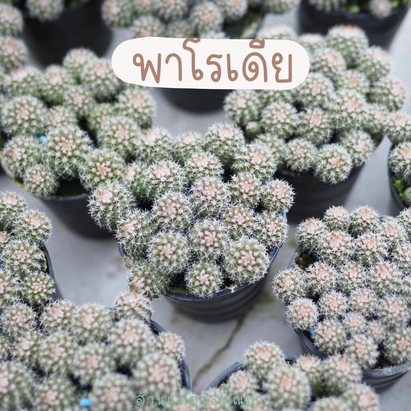 พาโรเดีย พอต แคคตัส ไม้เมล็ด พร้อมแยก คุ้มมากๆ ทั้งกระถางเพียง 49 บาท