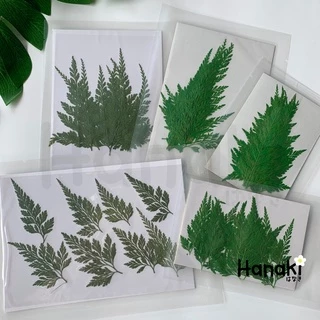 【พร้อมส่ง】ใบเฟิร์นแห้ง ใบไม้เฟิร์นทับแห้ง ใบไม้ทับแห้งสำหรับงานdiy