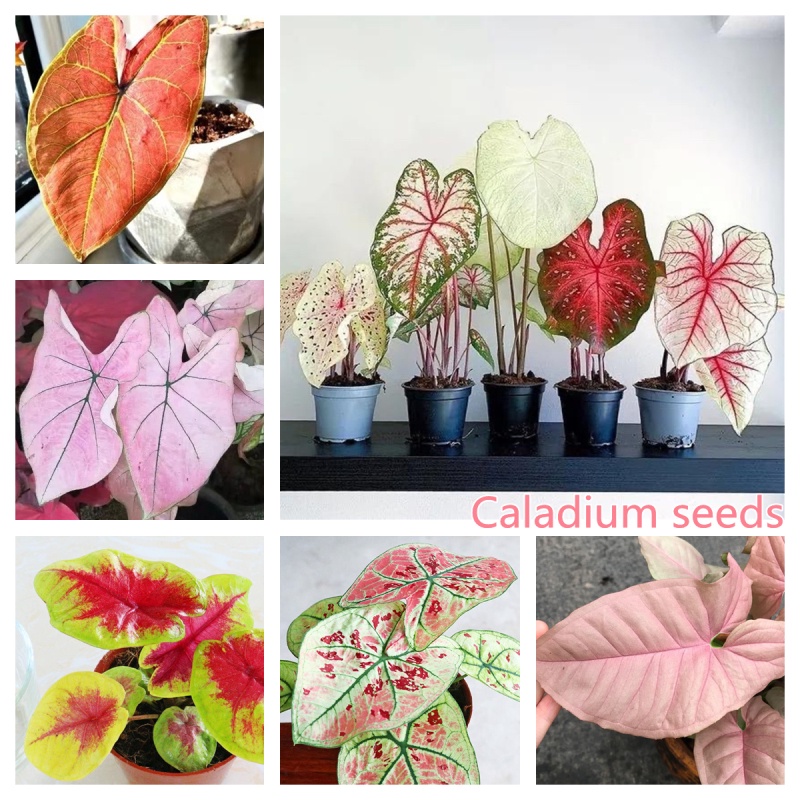 เมล็ดบอนสีแท้ 100เมล็ด Caladium Seeds บอนสีราชินีแห่งไม้ใบ Mixed Flower Seeds ต้นไม้มงคล บอนสีแปลกๆ หัวบอนสีชายชล