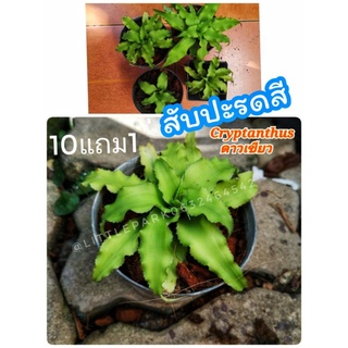 ต้นสับปะรดสี​ดาวเขียว  Cryptanthus ไม้ประดับ​ สมุนไพร​  ต้นไม้ ฟอกอากาศ สวน  จัดสวน แต่งบ้าน สวนตรัว