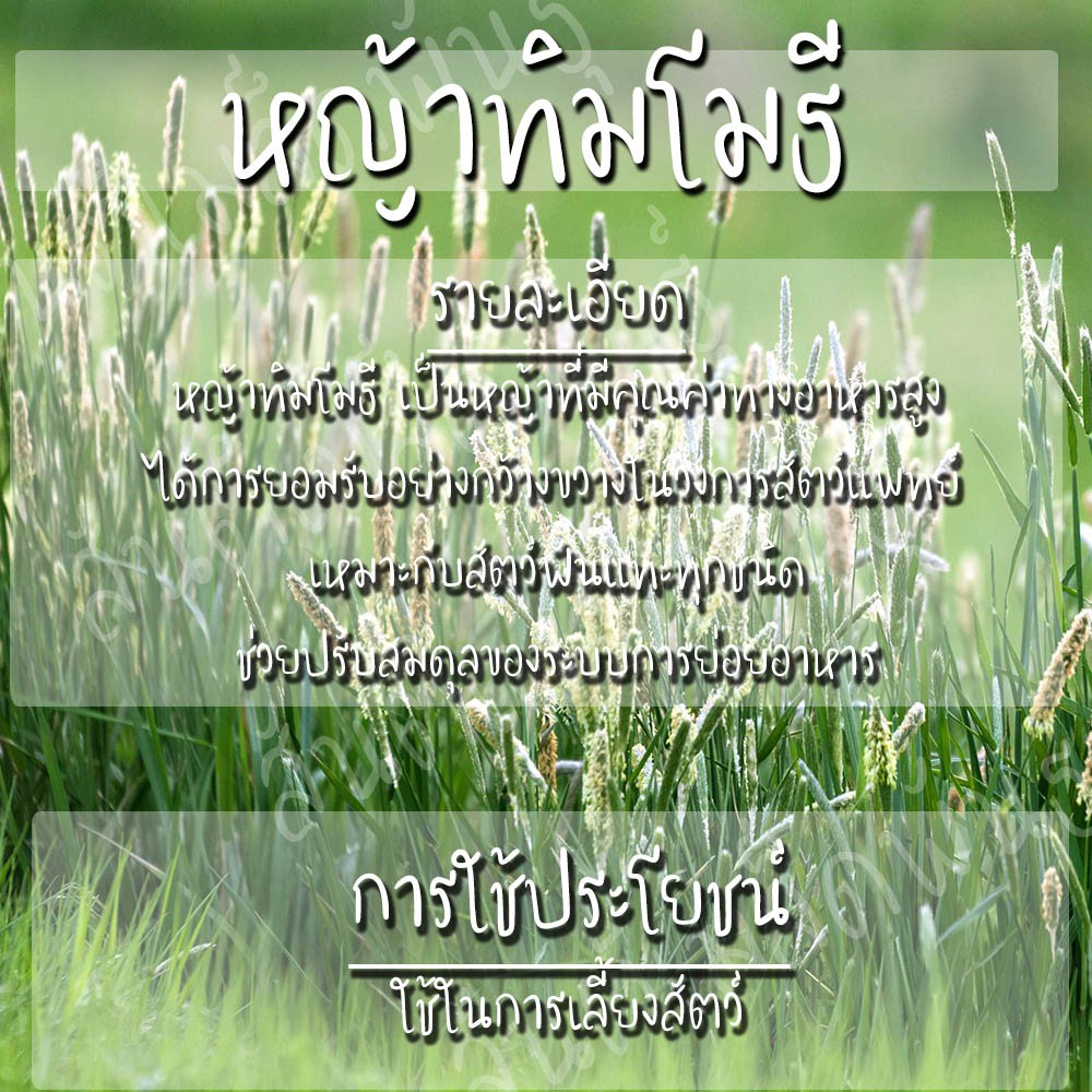 เมล็ดพันธุ์ หญ้าทิมโมธี 500 เมล็ด Timothy Grass seeds เมล็ดพันธุ์แท้ นำเข้าจากต่างประเทศ ปลูกผัก สวนครัว - รูปที่ 2