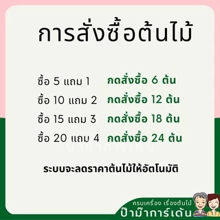 (5 ฟรี 1) ต้นไม้มงคล ไม้ฟอกอากาศ ต้นใหญ่ รากแน่น ต้นไม้เสริมดวง (ภาค 1)