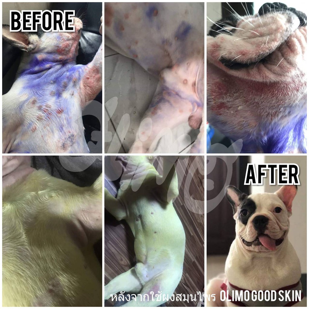 6ซอง OlimoGoodSkin สมุนไพรรักษาโรคผิวหนังสุนัขและแมว ขี้เรื้อนหมา เชื้อราสุนัข เชื้อราแมว รักษาอาการคันของสุนัข ลดกลิ่น - รูปที่ 3