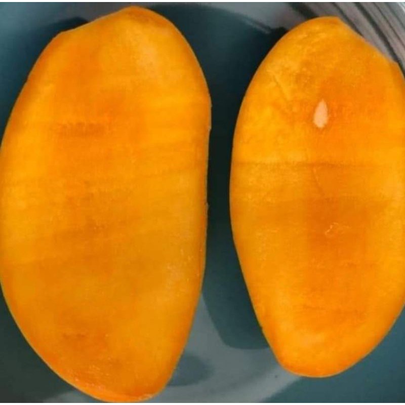 ต้นมะม่วง พันธุ์ พราหมณ์ขายเมีย ( Phram Khai Mai) ทาบกิ่ง จัดส่งพร้อมถุงชำ 6 นิ้ว ลำต้นสูง 70-80 ซม