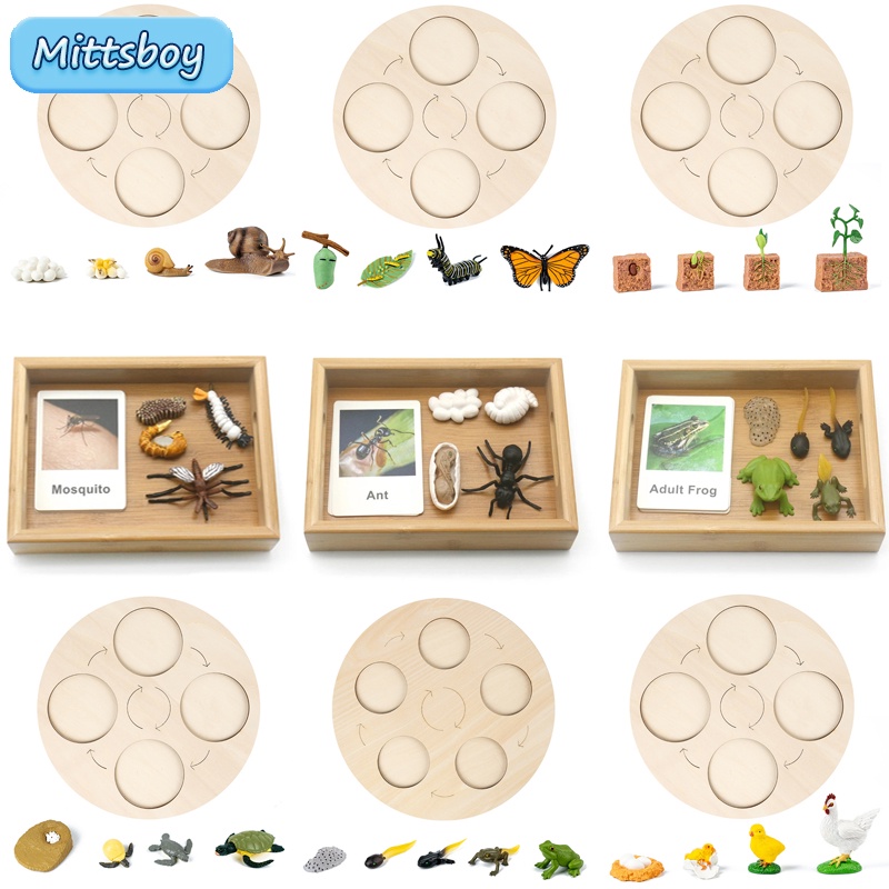 Baby Montessori Science Education Animals insects Life Cycle Board Sets Lifestyles Stages Kids Tools