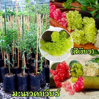 มะนาวนิ้วมือ🌱(มะนาวคาเวียร์สีเขียว) พร้อมส่ง (รับประกันสินค้าชำรุดเสียหาย)