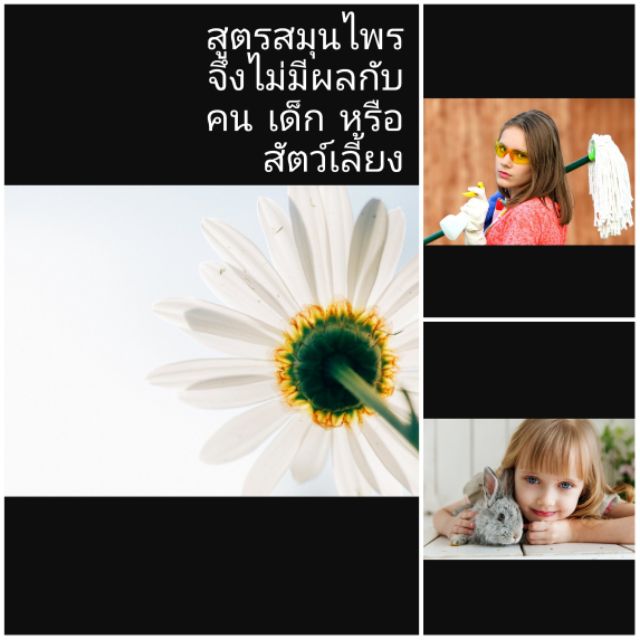 กำจัดมด กำจัดปลวก กำจัดแมลงสาบ แมงและแมลงคลาน6-8ขา ใช้ง่ายปลอดภัยกับเด็กและสัตว์เลี้ยง 500 ml. gallon ราคา ถูกที่สุด ดีลบีเคเค แกลเลอรีภาพที่ 2