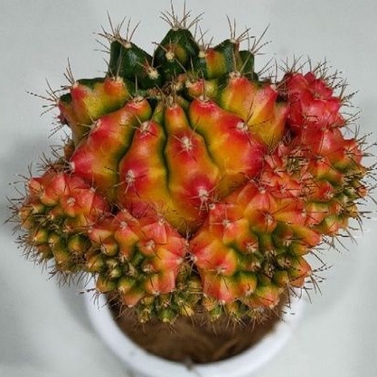 Cake Cactus Farm กระบองเพชร Gymnocalycium mihanovichii variegated หน่อยิมโนด่างล้วน เด็ดสด บุษราคัม ทับทิมสยาม ฟลามิงโก้