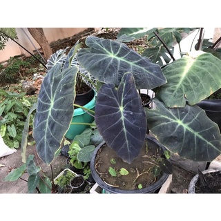 colocasia illustris (บอนโคโลอิวรัสตริด)