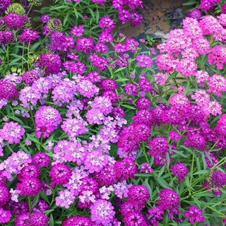 ปลูกง่าย ปลูกได้ทั่วไทย บอนสี บอนสีสวยๆRocket Candytuft Honeycomb Flower Seeds บอนสีหายาก เมล็ดพันธุ์ ดอกสีสันสวยงาม