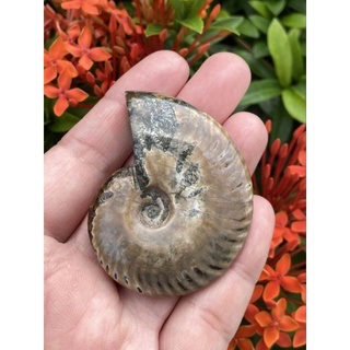 🌊 ฟอสซิล อิริเดสเซนต์ แอมโมไนต์ ( Iridescent Ammonite Fossil )