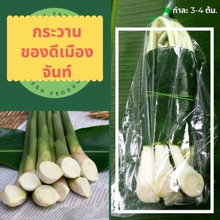 🪴 กระวาน,สมุนไพร,หน่อกระวาน,สดจากสวน 👩‍🌾 (3-4 หน่อ/กำ) สด🪴 สะอาด✨ กระวาน วัตถุดิบ หน่อกระวาน