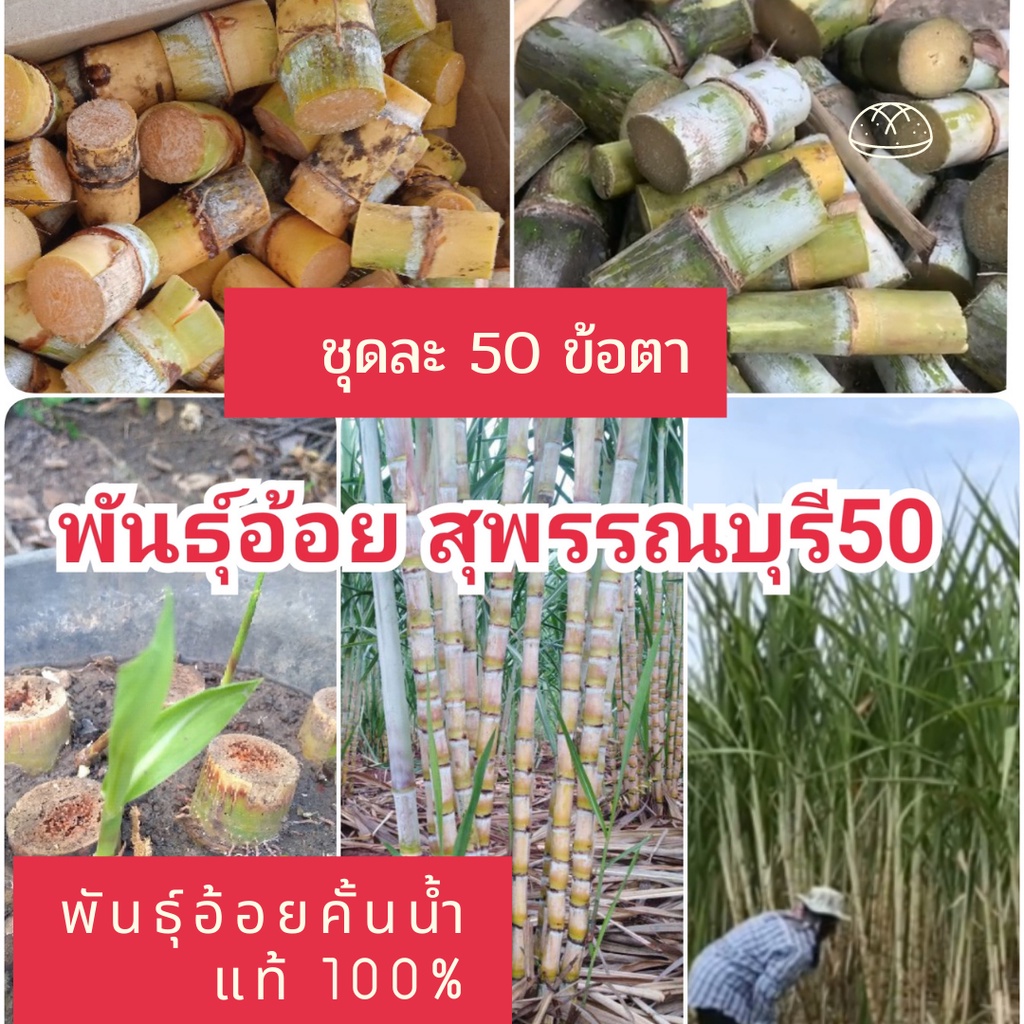 พันธุ์อ้อยสุพรรณบุรี 50 พันธุ์อ้อย 1 ชุดมี 50 ข้อตา ปลูกแบบอินทรีย์