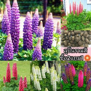 ลูปิน รวมสี Lupin Flower Mixed