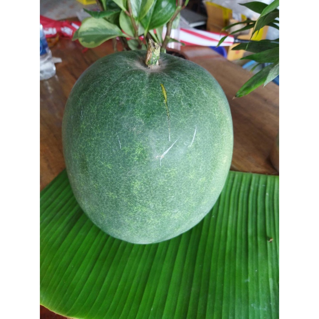 ฟักหม่น ฟักเขียว ฟักหอมหรือฟักป้อมมีทั้งแบบลูกสั้นและลูกยาว ทำอาหาร แกงก็อร่อย สดจากสวนธรรมชาติไม่มีสารพิษ 1ลูกประมาณ3กก - รูปที่ 7