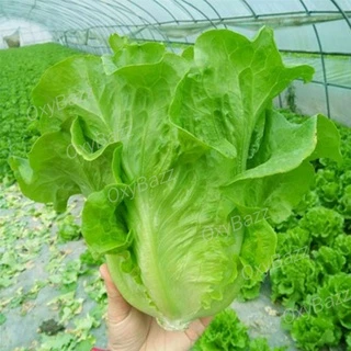 เมล็ดผักกาดหอมอิตาลี 5,000เมล็ด เมล็ดผักสลัด เมล็ดผักกาดหอม