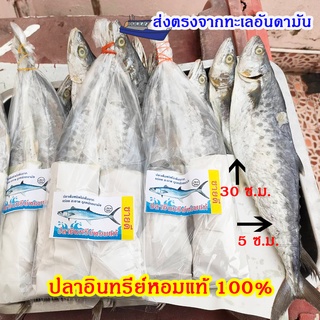 ปลาอินทรีย์หอมเค็ม ชนิดไม่เค็มมาก 450-500กรัม ปลาอินทรีย์ทั้งตัว ปลาอินทรีย์แดด ปลาอินทรีย์สด ปลาอินทรีย์ทอดเค็ม สด สะอา