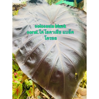 colocasia black coral.โคโลคาเซีย แบล็คโครอล บอน ตัดสด