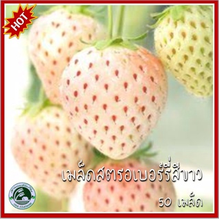 50 เมล็ด สตอเบอรี่สีขาว White Strawberry สตอเบอรี่ สตรอเบอรี่ เมล็ดสตอเบอรี่ เมล็ดสตรอเบอรี่ สตรอว์เบอรี่ สตรอเบอรี่สีข