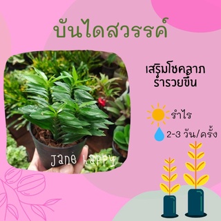 บันไดเศรษฐี จัดส่งในกระถาง 3 นิ้ว ต้นบันไดเศรษฐี ต้นบันไดเงิน ต้นบันไดสวรรค์ หรือต้นว่านตีนตะขาบ