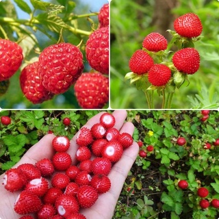 Ready Stock คุณภาพสูง หวาน อร่อย Raspberry Fruit Seeds (100pcs/bag) คุณค่าทางโภชนาการที่ดีต่อสุขภาพและสูง