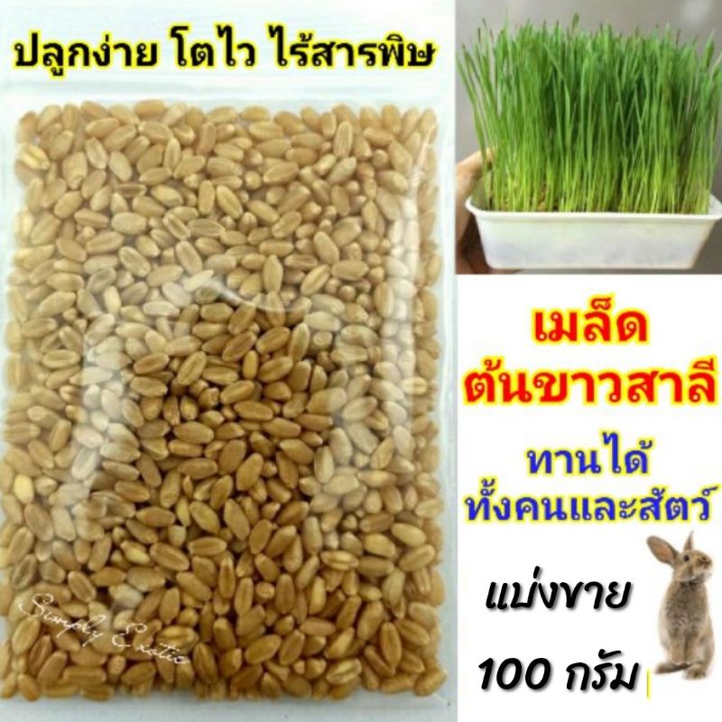เมล็ดข้าวสาลี เมล็ดต้นอ่อนข้าวสาลี เมล็ดต้นข้าวสาลีออร์แกนิค (100กรัม)