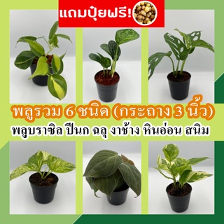 แถมปุ๋ยฟรี! พลู 8 ชนิด กระถาง 3-4 นิ้ว🌱  พลูสนิม พลูฉลุ พลูด่าง พลูงาช้าง พลูหินอ่อน พลูปีกนก พลูแอปเปิ้ล ต้นไม้ฟอกอากาศ