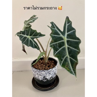 ต้นแก้วสารพัดนึก ตัวผู้ #Patsorntree