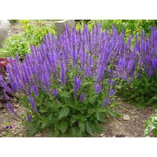 เมล็ดพันธุ์ บลูซัลเวีย ( blue salvia seeds ) บรรจุ 50 เมล็ด บูลซัลเวีย