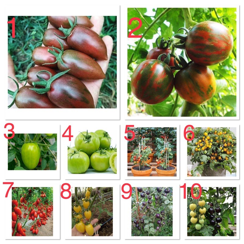 เมล็ดพันธุ์ มะเขือเทศ Tomato Seed / หยกม่วง Purple Jade / เชอรี่ สีเขียว ผลยาว Green Grape / สวีทเกิร์ล / สีดำมินิ